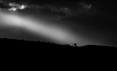 Solitary resilience. Monochrome landscape with dramatic sunset sky.  Black and white.