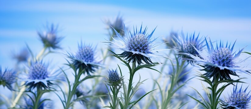 Blue flowers blooming in grass