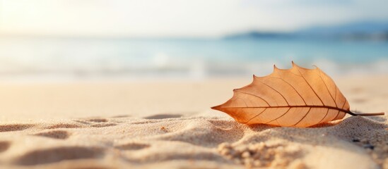 Brown leaf on sandy shore