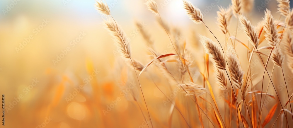 Poster field of wheat with blurred background