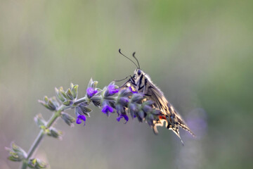 Portrait of Papilio machaon or old world swallowtail, large European butterfly .