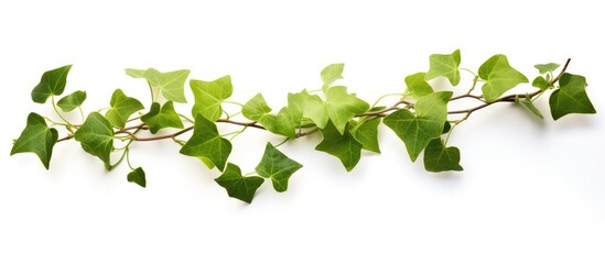 Close-up of green vine leaves on white background