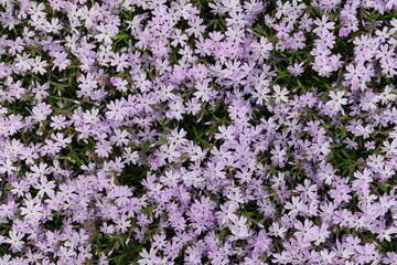 Obraz premium Phlox