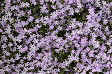Phlox