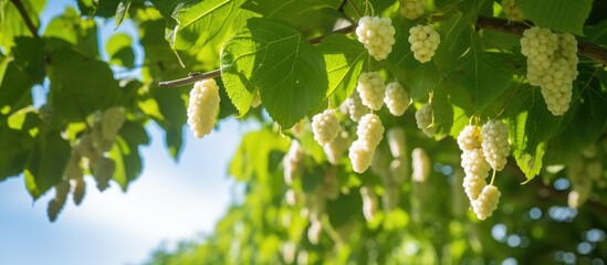 White blossoms dangle from tree branch, Morus alba fruits in park