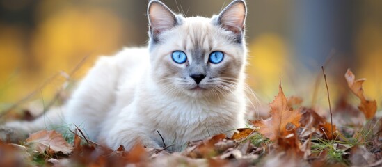 Naklejka na ściany i meble Cat with striking blue eyes rests among foliage