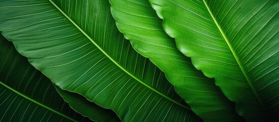 Lush green leaf on dark backdrop