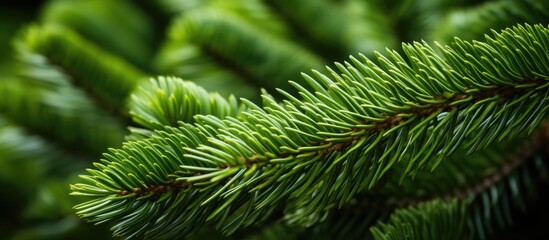 Fototapeta na wymiar Close up of pine tree branch greenery
