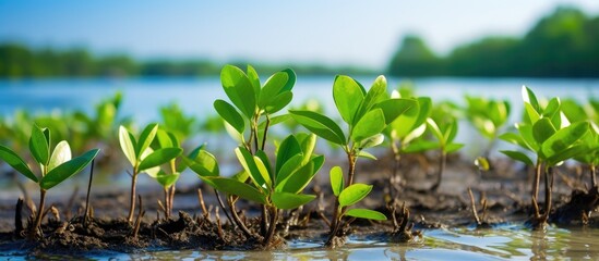 Small aquatic plants thriving in water