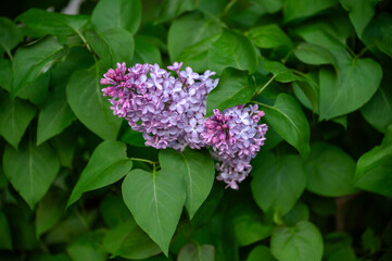 Obraz premium A lilac tree