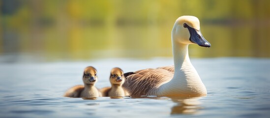 Ducks swimming with ducklings, Mother goose and gosling by water