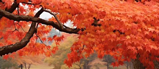 Foto op Canvas A tree's crimson foliage in a serene park © vxnaghiyev