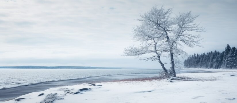 Lonely tree by frozen lake in wintry Upper Peninsula Michigan