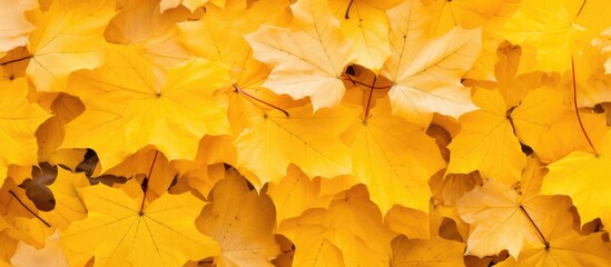 Bright yellow maple leaves cover the ground in a field