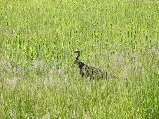 A wild turkey wandering through grasslands of the Bombay Hook National Wildlife Refuge, Kent County, Delaware.