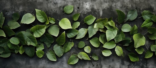 Green leaves close-up on concrete background