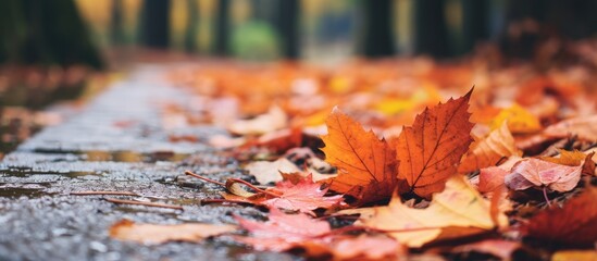 Wet pavement covered with autumn leaves - obrazy, fototapety, plakaty
