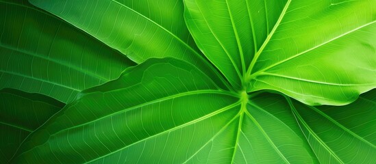 Big leaf close-up, green spa concept texture