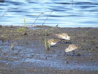 Dunlins foraging the muddy wetland for invertebrates to eat. Bombay Hook National Wildlife Refuge,...