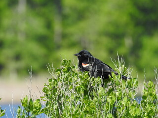 A red-winged blackbird perched in a bush at the Bombay Hook National Wildlife Refuge, Kent County,...
