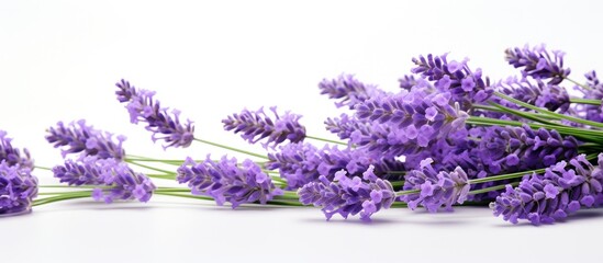 Fototapeta premium Lavender flowers on a clean white tabletop