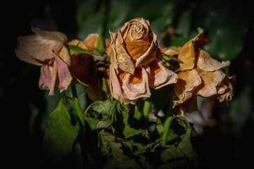 Dried rose flower head as symbol of death. Horizontal image.