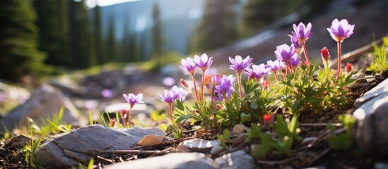 Purple flowers bloom amidst rocky mountain terrain