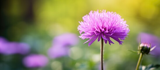Purple flower with blurred green leaves and foreground of purple blooms