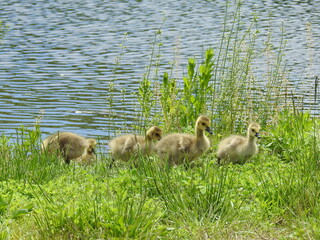 Baby Canadian geese, goslings enjoying a beautiful spring day within the wetlands of the Bombay Hook National Wildlife Refuge, Kent County, Delaware.