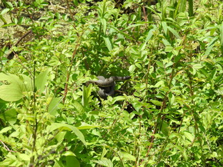 A northern water snake coiled within the green wetland foliage waiting to ambush prey. Bombay Hook National Wildlife Refuge, Kent County, Delaware.