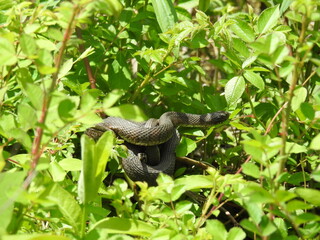 A northern water snake coiled within the green wetland foliage waiting to ambush prey. Bombay Hook National Wildlife Refuge, Kent County, Delaware.