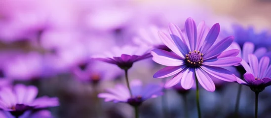 Wandaufkleber Purple flower field with blurred background © vxnaghiyev