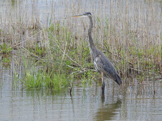 Great blue heron enjoying the wetlands within the Bombay Hook National Wildlife Refuge, Kent County, Delaware.