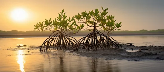 Selbstklebende Fototapeten Mangrove trees on water at sunset beach © vxnaghiyev