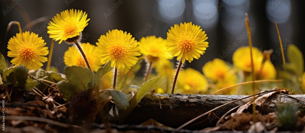Poster yellow wildflowers sprouting from a log in a dense forest
