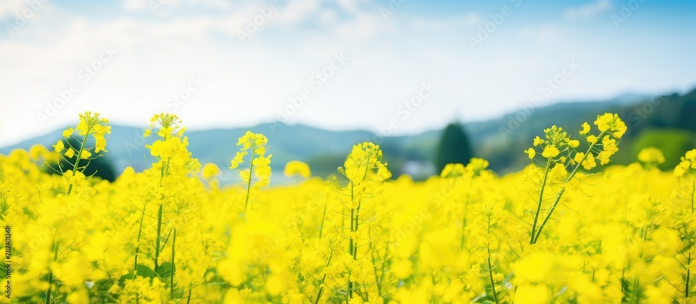 Poster yellow flowers in a meadow with distant mountains