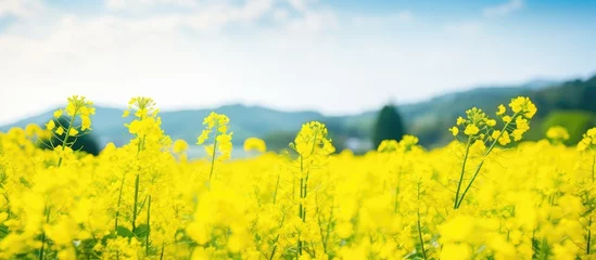 Foto op Aluminium Yellow flowers in a meadow with distant mountains © vxnaghiyev