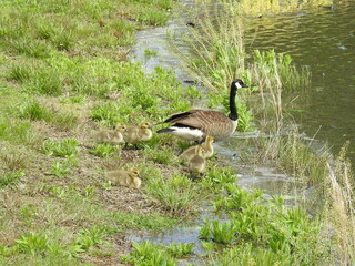 A parent Canadian goose and her baby goslings enjoying a beautiful spring day at the Bombay Hook National Wildlife Refuge, Kent County, Delaware.