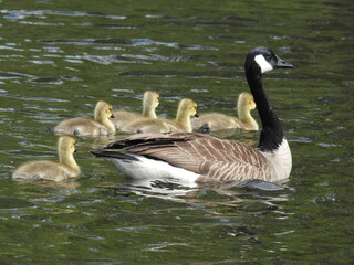 A Canadian goose parent and goslings swimming in the wetland waters of the Bombay Hook National Wildlife Refuge, Kent County, Delaware.  