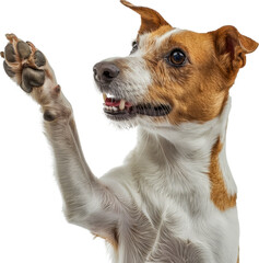 Jack Russell terrier dog giving high five isolated cut out png on transparent background