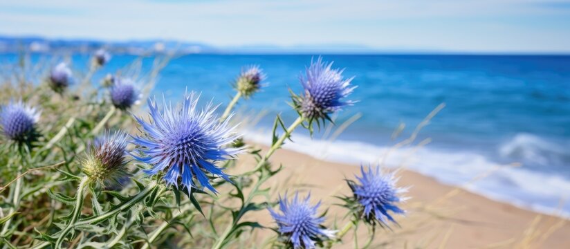 Blue wildflowers adorn a sandy shore by the sea