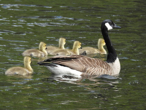 A Canadian goose parent and goslings swimming in the wetland waters of the Bombay Hook National Wildlife Refuge, Kent County, Delaware.  