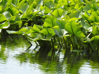 Aquatic plant, spatterdock, nuphar advena, growing wild in the wetland waters of the Bombay Hook...