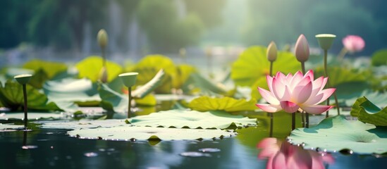 Lotus flowers bloom in serene pond - obrazy, fototapety, plakaty