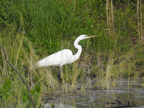 A hungry great egret creeping through the wetland vegetation in search of prey. Bombay hook National Wildlife Refuge, Kent County, Delaware.