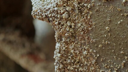 Close-up of corroded ship propeller restored. Detailed view of marine growth removal, technician sands, polishes blades. Shipyard maintenance, industrial repair tutorials, sea transportation - Powered by Adobe