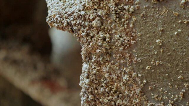 Close-up of corroded ship propeller restored. Detailed view of marine growth removal, technician sands, polishes blades. Shipyard maintenance, industrial repair tutorials, sea transportation