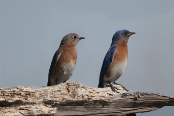 Male and Female Bluebird in early spring