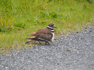 A mother killdeer squats still, while her two babies have nestled themselves beneath her warm feathers for protection. She will let them know when it is safe. Bombay Hook National Wildlife Refuge.