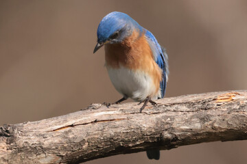 Fototapeta premium Male Bluebird on branch or checking out new nesting box